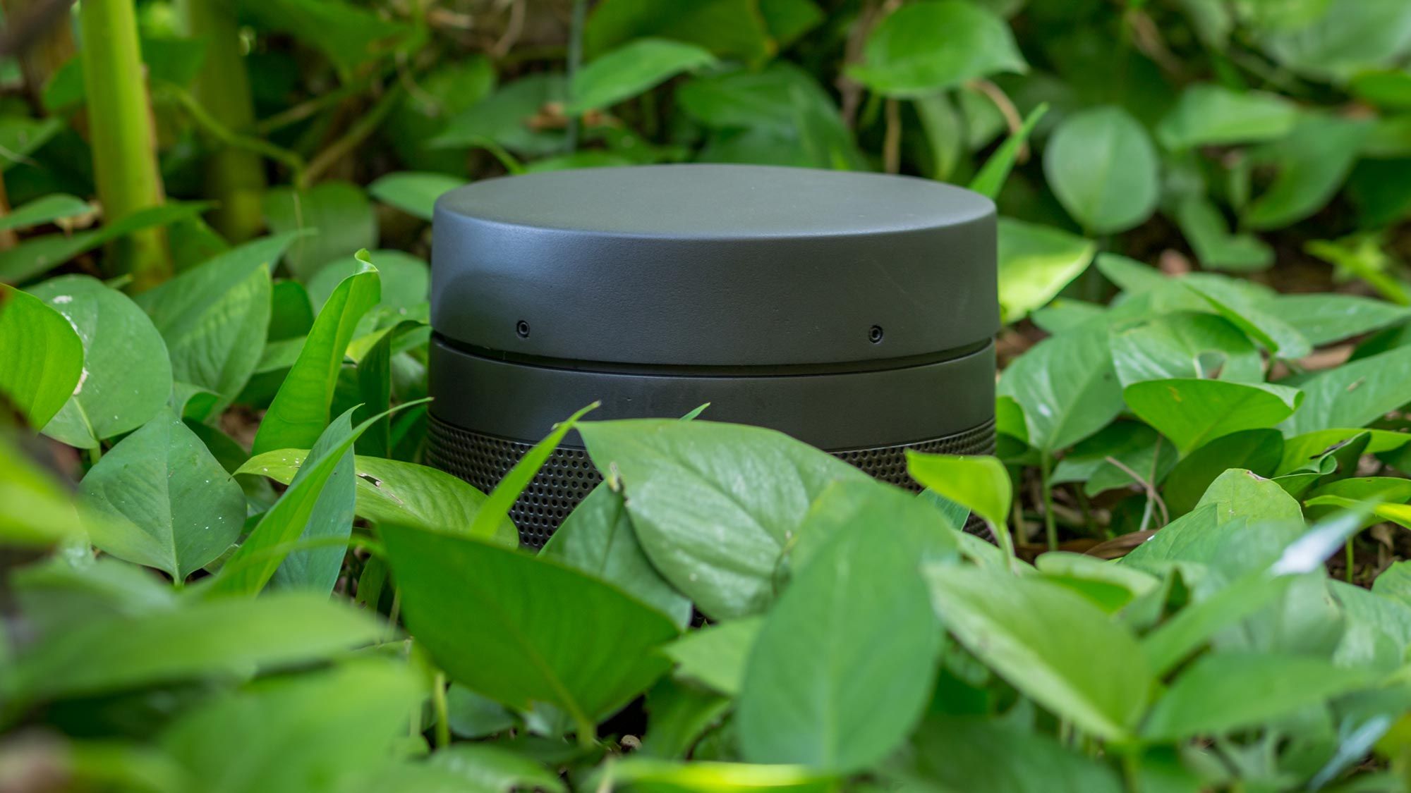 coastal source speaker in pothos plant